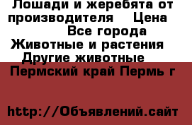 Лошади и жеребята от производителя. › Цена ­ 120 - Все города Животные и растения » Другие животные   . Пермский край,Пермь г.